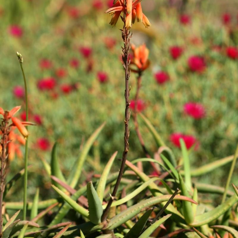 Erigavo Aloe Aloe cremnophila
